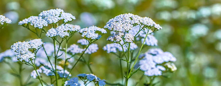 duizendblad-achillea