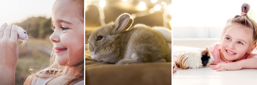 online-dierenwinkel-knaagdier-cavia-knaagdiervoer-konijn