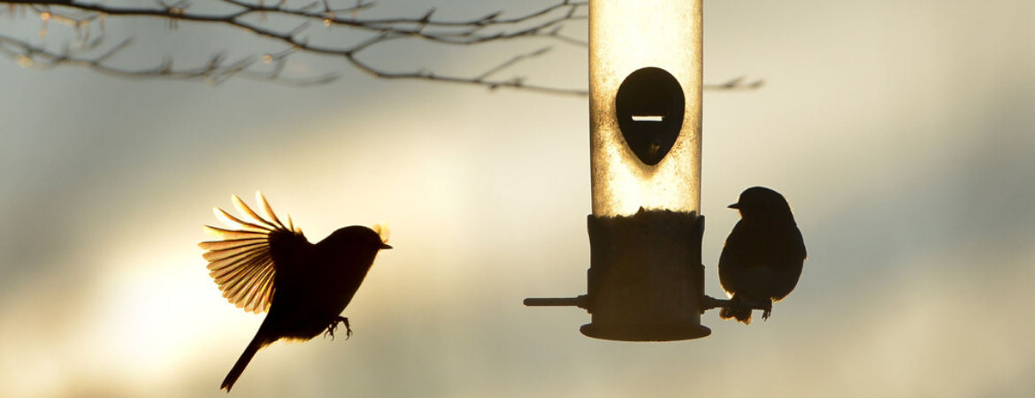 Tuintips wintertuin vogels