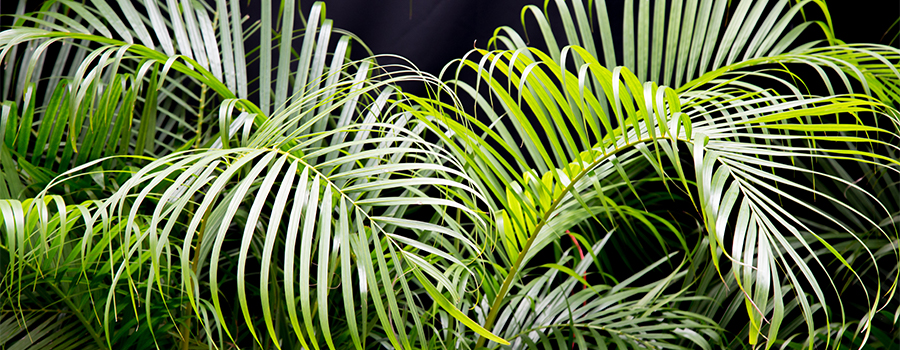 Deze luchtzuiverende planten verbeteren de luchtkwaliteit in huis