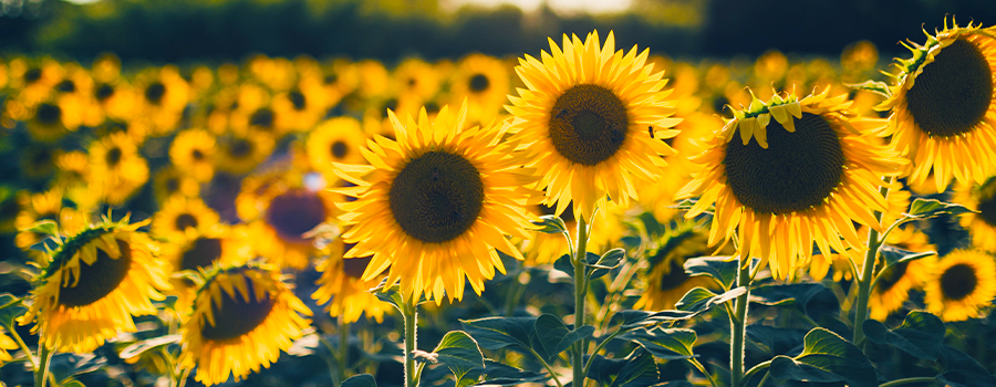 zonnebloemen-veld