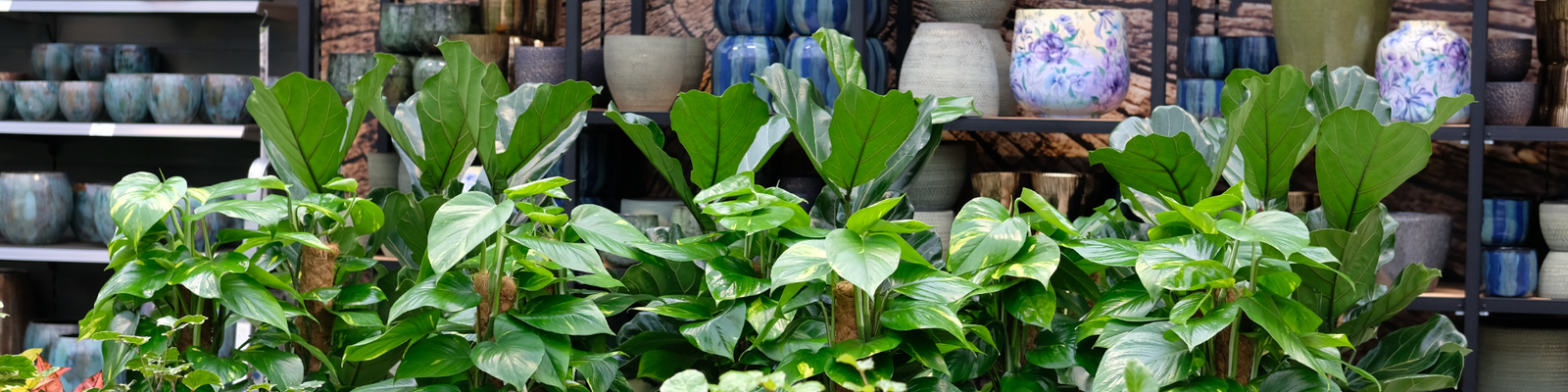 Bruidsboeket of trouwbloemen | Tuincentrum Eurofleur foto 3