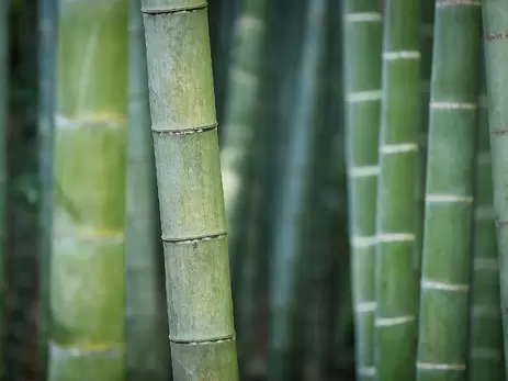 Bamboe is het nieuwe hout!