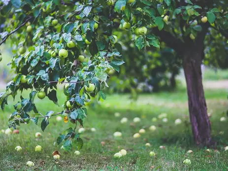 De appel valt niet ver van de boom