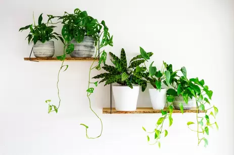 De perfecte plantenpot: 3 tips & tricks voor de juiste keuze