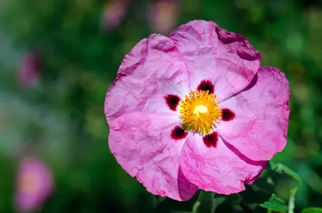 Déze tuinplanten kunnen tegen de droge zomer!