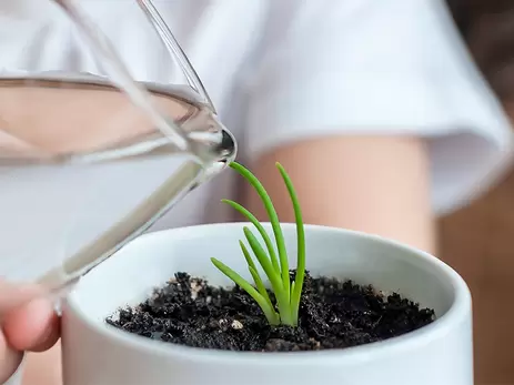 Hoe moet ik planten stekken? 3 manieren om planten te vermeerderen!