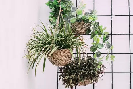 Top 5 hangplanten