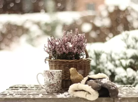 Tuintips voor de wintertuin