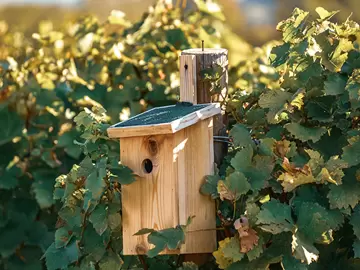 Tuintips voor februari