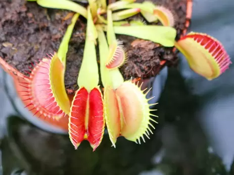 Vleesetende planten; de soorten & verzorging!