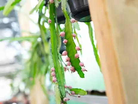 Zo verzorg je deze populaire cactussen en vetplanten!