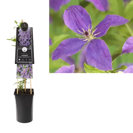 Clematis SoMany Lavender Flowers PBR