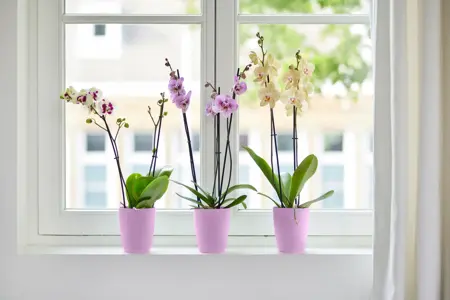elho brussels orchidee hoog 12,5cm - levendig violet - afbeelding 2