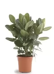 Ficus Elastica ''Robusta'' - Rubberplant - ± 90 cm - afbeelding 1