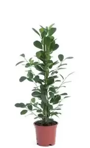 Ficus Microcarpa ''Moclame'' - ± 100 cm - afbeelding 1
