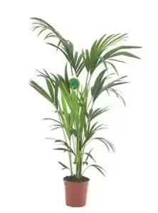 Howea Forsteriana - Kentia palm - ± 200 cm - afbeelding 1